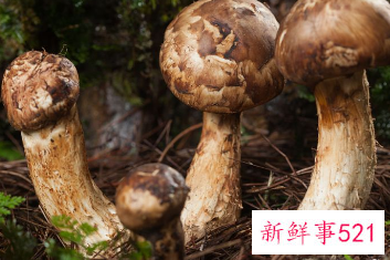 赤松茸不能跟六种食物一起吃