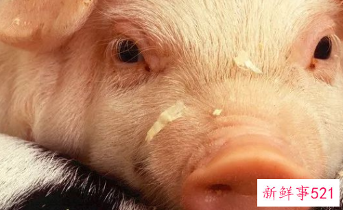 属猪人最苦命和最好命