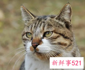 梦见猫是什么预兆女性解梦