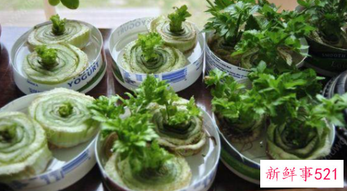 蔬菜也能装点家居