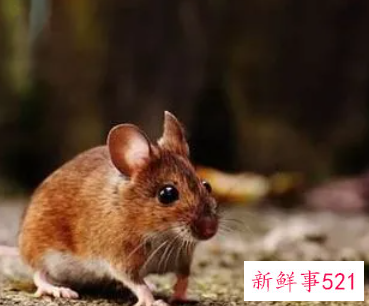 属鼠女几月出生最旺夫