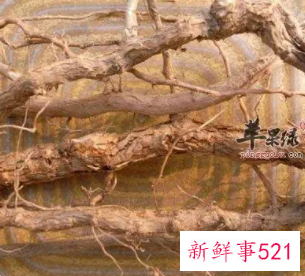 龙根精杞茶的功效与作用