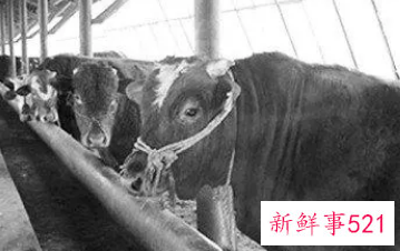 梦见牲畜栏有什么征兆