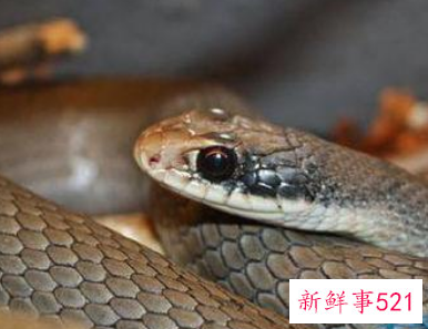 孕妇梦见煮蛇吃是什么意思