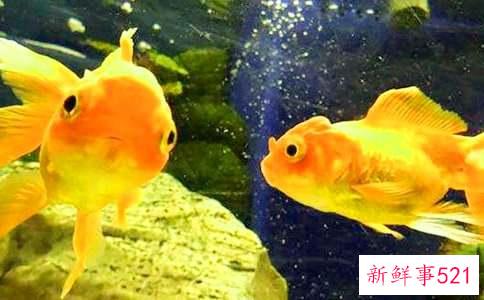 金鱼吊兰为什么落叶子