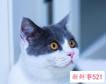 上班族可以养的宠物