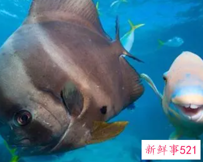 梦见海底动物是什么征兆