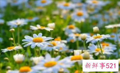 雏菊怎么泡水喝