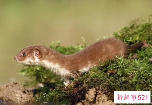 梦见黄鼠狼的意思