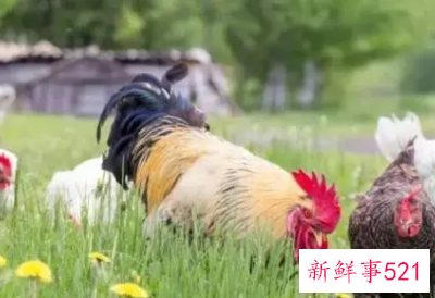 属鸡的人今年什么颜色最带财