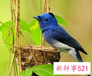 梦见抓到小鸟是什么预兆