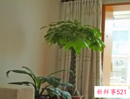 富贵竹摆在家里什么位置好呢