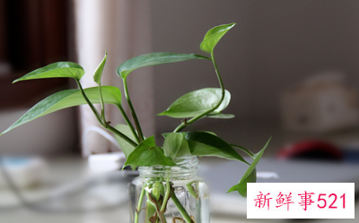 绿萝怎么扦插土培