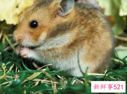 属鼠女几月出生最旺夫