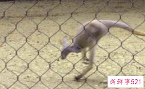 梦见袋鼠的预兆