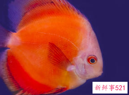 吃鱼是什么寓意