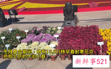 冬残奥会天安门将布置八万株早春花卉
