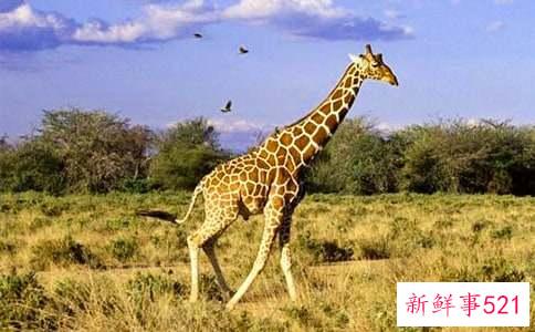 梦见长颈鹿是什么意思