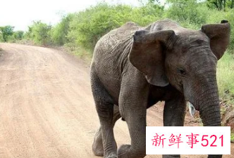 梦见大象攻击我是什么意思