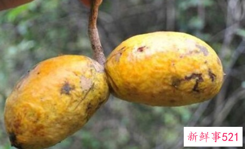 八月瓜有哪些吃法