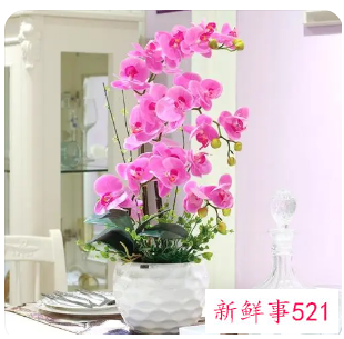 春节适合摆放什么花卉