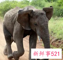 梦见被大象追是什么预兆