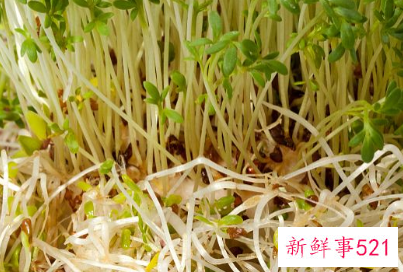 豆芽菜的功效与作用及食用方法