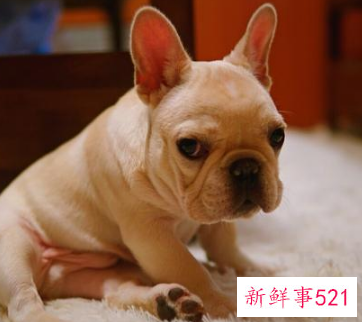 上班族可以养的宠物