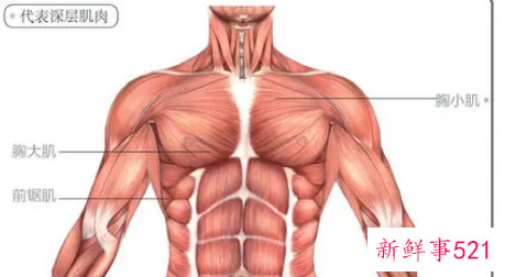 训练胸部肌肉方法有哪些