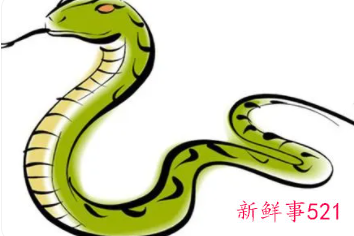 属蛇的真的让人恶心