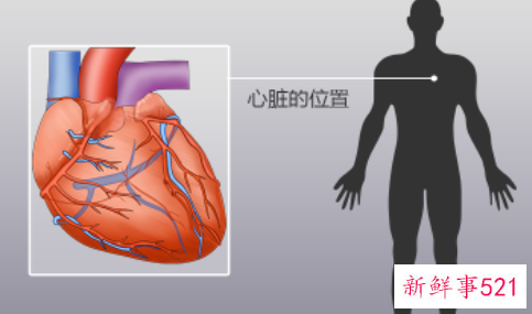 心脏分布图位置
