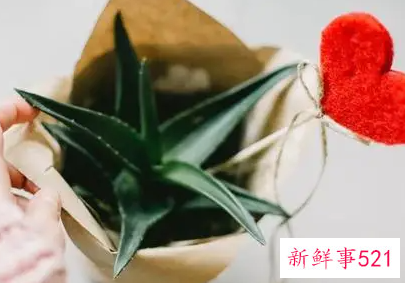 情人的表达爱意的句子