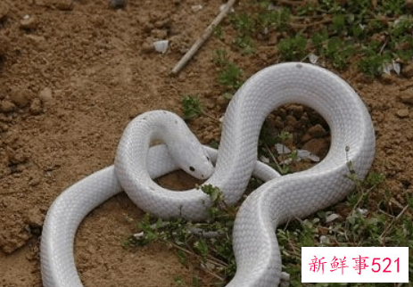 梦见白蛇咬自己代表什么寓意