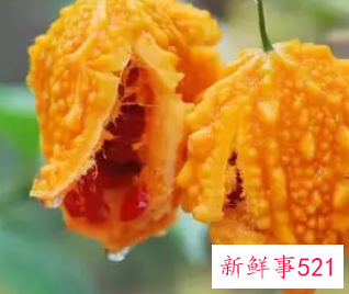 山苦瓜的功效与作用