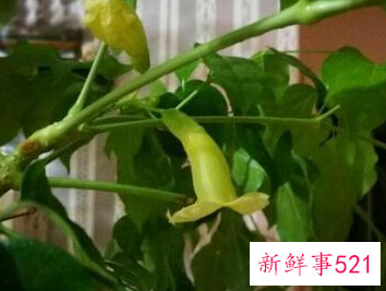 绿宝树的风水作用和摆放禁忌