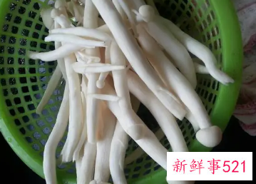 脆脆菇是什么菇