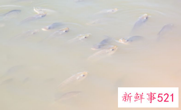 放生要说些什么吗