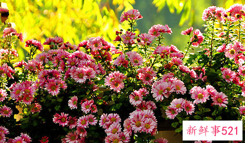 悬崖菊的特点及栽培方法