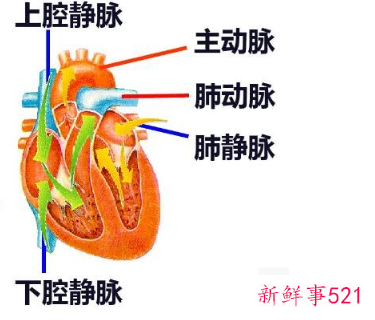 心脏分布图位置
