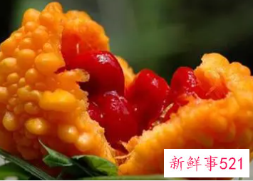 山苦瓜的功效与作用