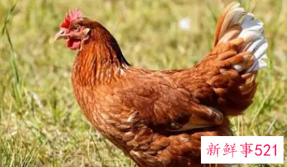 二婚才是正缘的生肖女