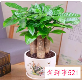 女人梦见发财树是什么意思