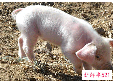 属猪人最苦命和最好命