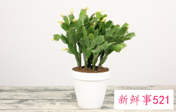 蟹爪兰花期多久