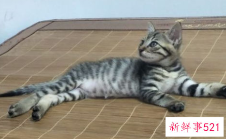 母猫假孕和真孕的区别