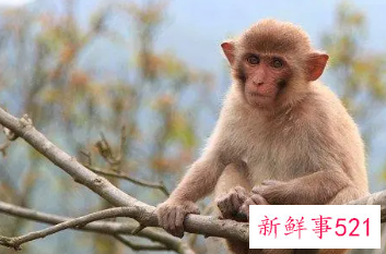 梦见猴子死了是什么意思