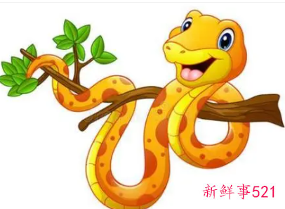 属蛇男重视一个人的表现