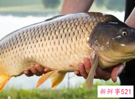 梦见抓到大鲤鱼