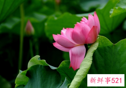 荷花泡水的功效与作用