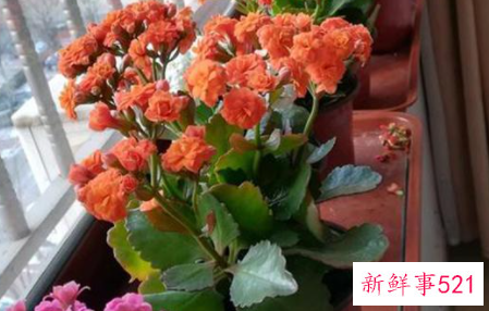 冬天养花花草枯萎的原因是什么